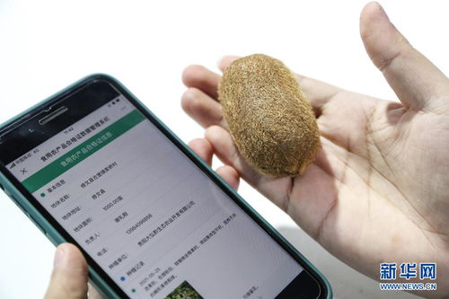 創新科技閃耀數博會 信息咨詢服務邁向新未來
